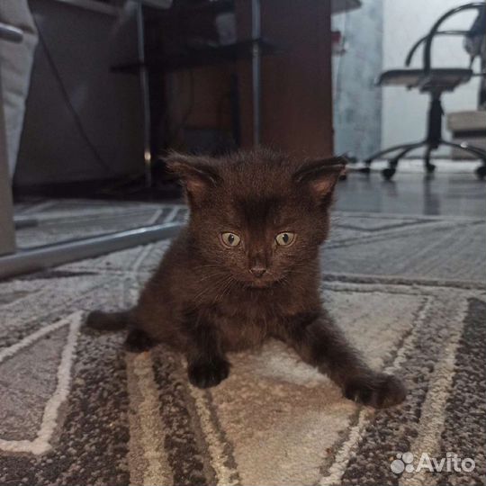 Котята бесплатно