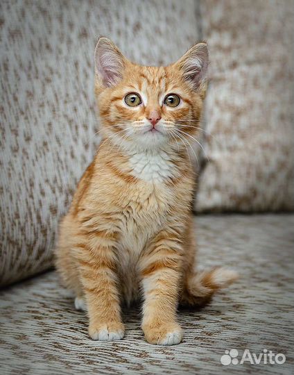 Рыжий котенок девочка