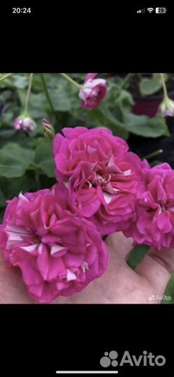 Пеларгония герань