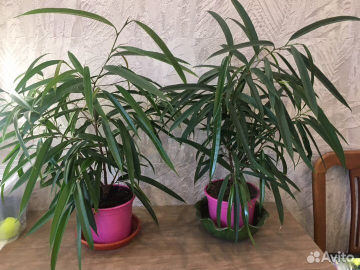 Фикус Али, Тинеке, сафари