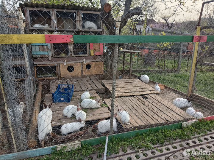 Кролики калифорнийцы