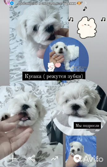 Щенки Мальтезе