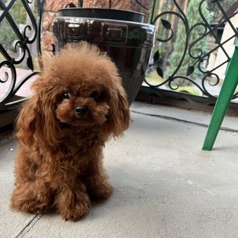 Той пудель китай. Японский карликовый пудель. Китайский микро пудель. Вязка пуделей. Китайский микро пудель.