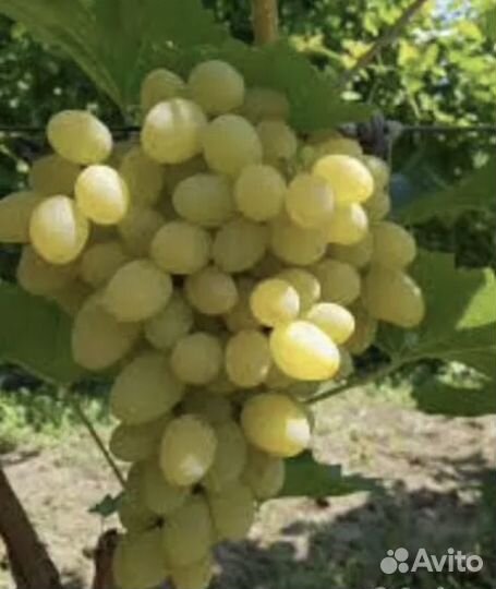 Виноград черенки
