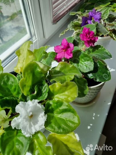 Обмен комнатными растениями