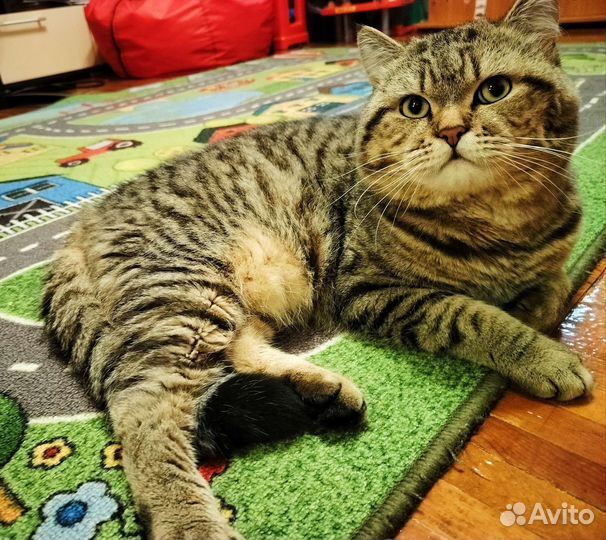 Британский прямоухий кот на вязку, случку