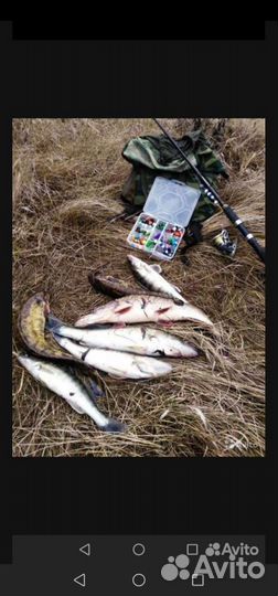 Мандулы и трямбулы