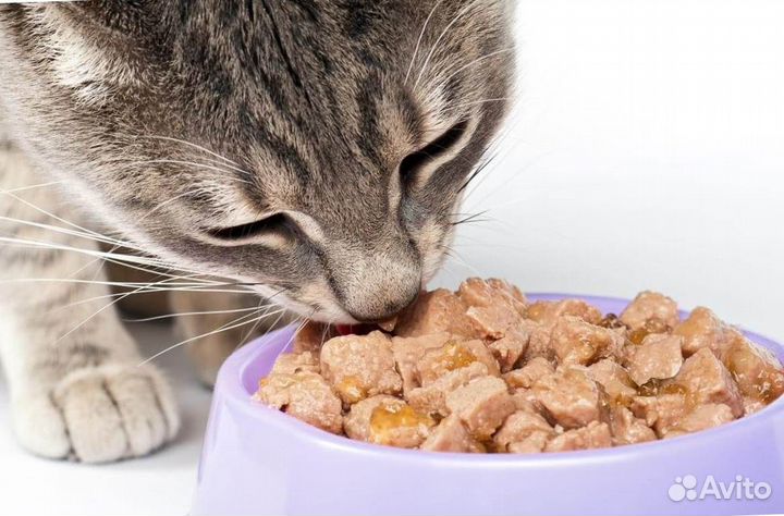Влажный корм для кошек