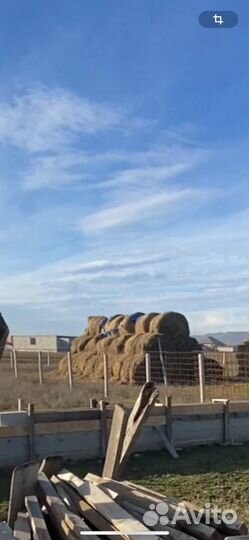 Продам сено в рулонах