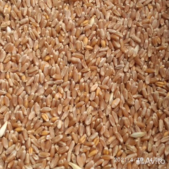 Овес, пшеница