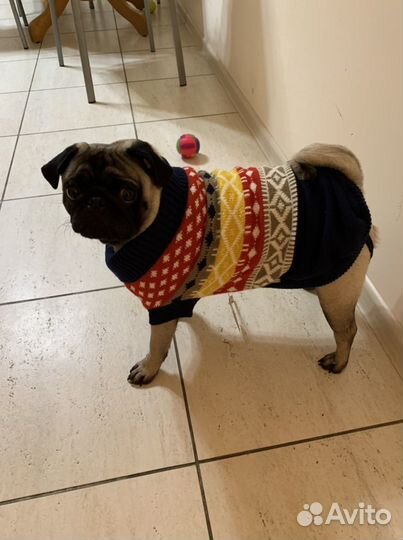 Одежда на собаку