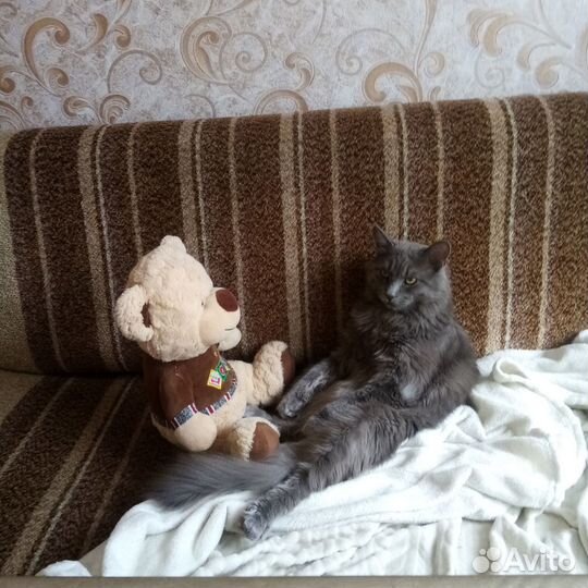 Мейкун бесплатно