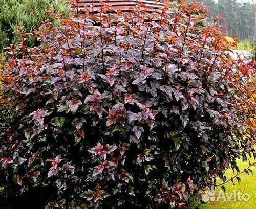 Пузыреплодник Ред Барон