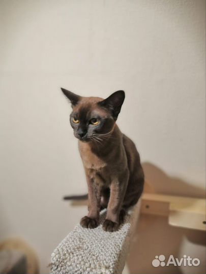 Котенок Европейская бурма девочка продажа обмен