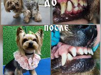 Стрижка груминг собак и чистка зубов