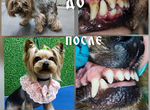 Стрижка груминг собак и чистка зубов