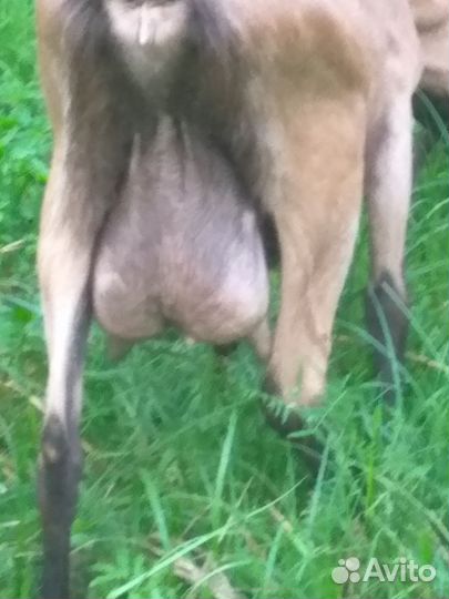 Козы дойные +козёл