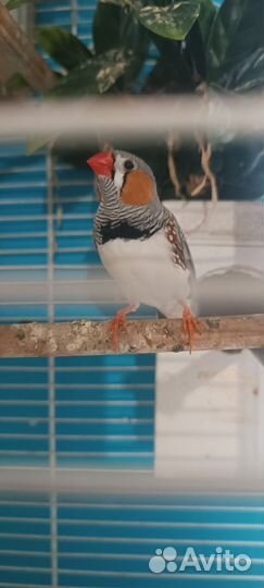 3 птички амадина с клетками