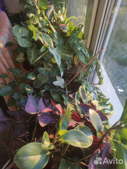 Комнатные растения