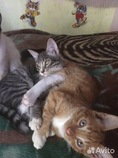 Котята в добрые руки