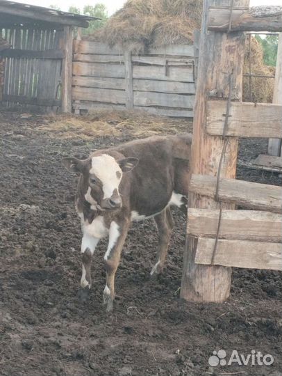 Корова с теленком