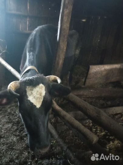 Продается дойная корова