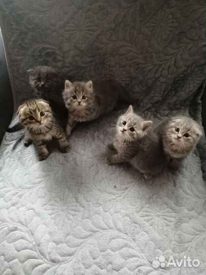 Шотландские котята