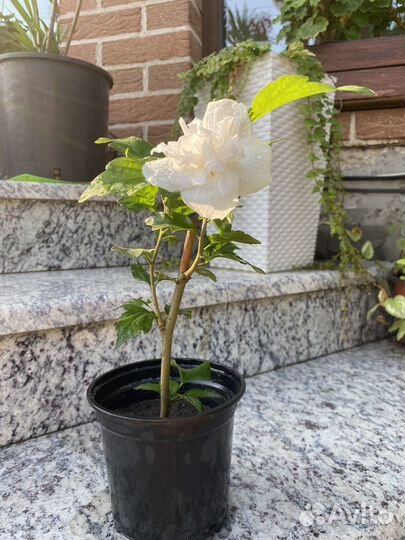 Гибискус белый махровый