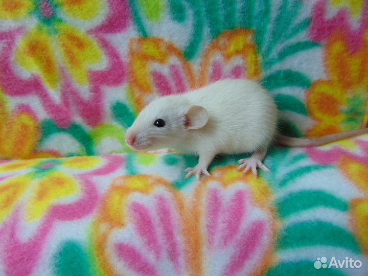 Крысы, крысята дамбо, гамак в подарок, клетки