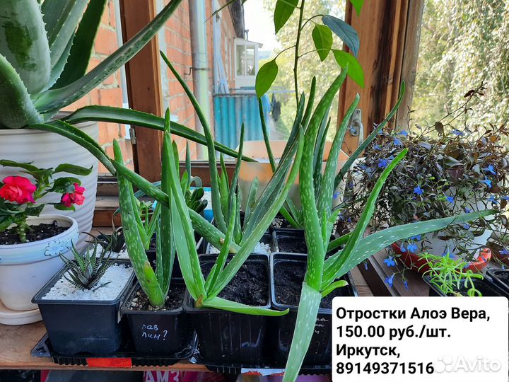 Алоэ вера растение