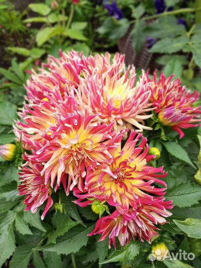 Вегетативные георгины