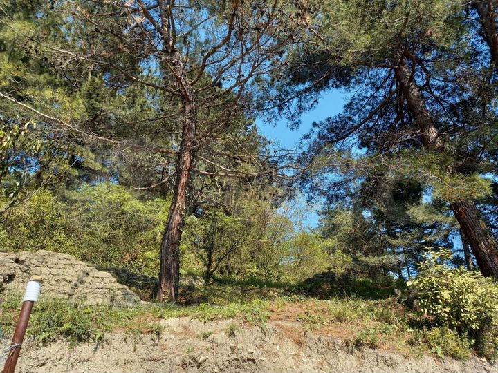 Участок 16 сот. (ИЖС)