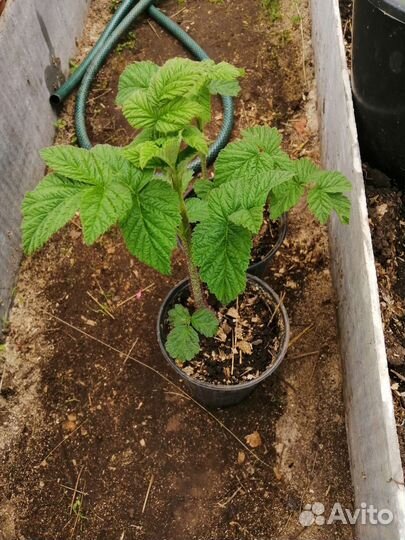 Саженцы малины