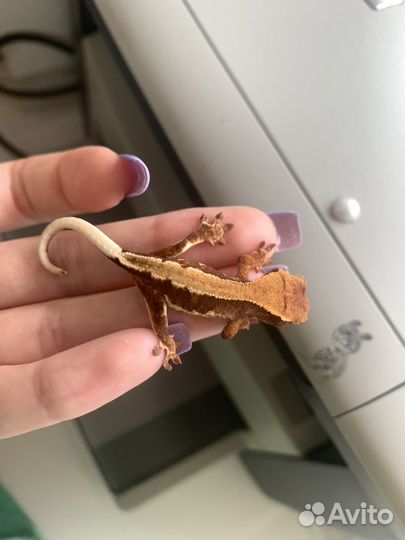 Реснитчатый бананоед