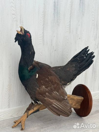 Чучело Глухаря