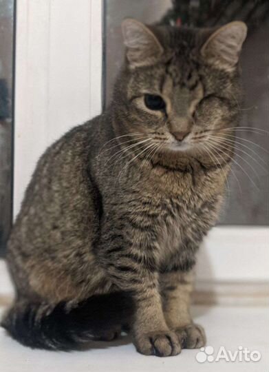 Кошечка шпротик