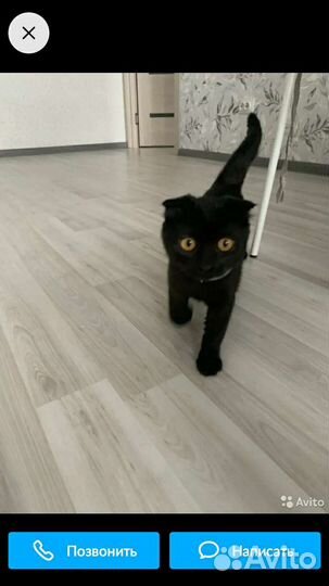 Кошка