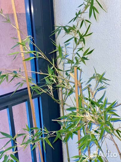 Бамбук