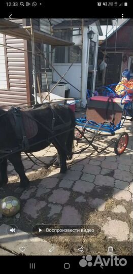 Продам пони, мерин, 6лет