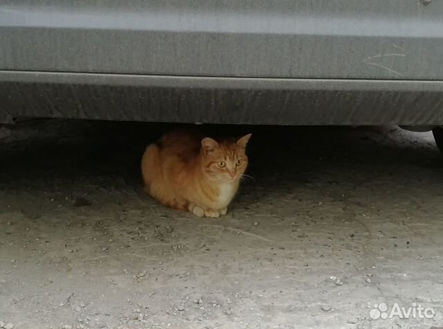 Кошечка Муся