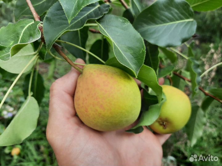 Саженцы плодовых, ягодных, декоративных культур