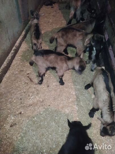 Козлята чешские