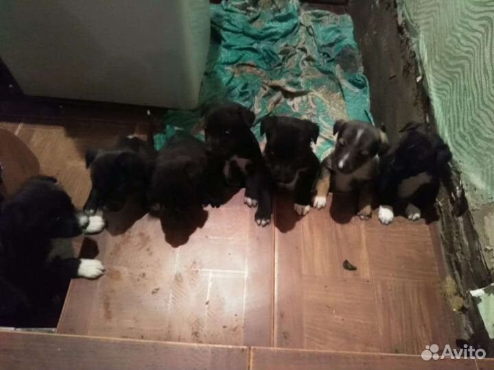 Щенки метисы питбуля