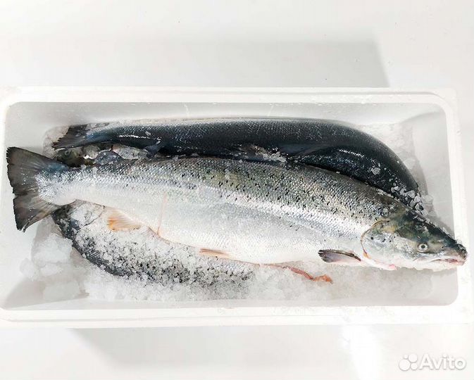 Лосось Охлажденный только опт от полета Оптом