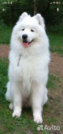 Самоед 6 лет берём щенка