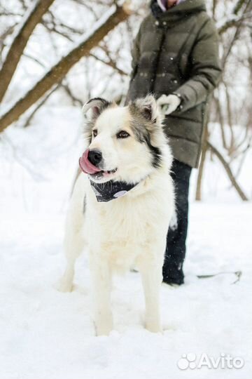 Красавчик Шмель ищет любящую семью