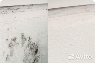 Обработка от плесени и грибка