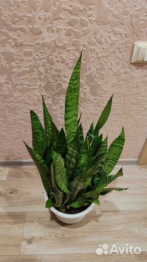 Сансевиерия