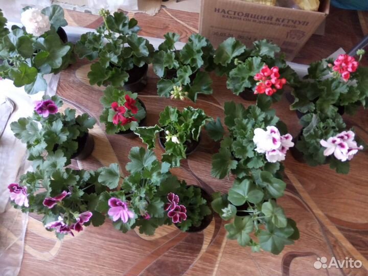 Королевские, плюшелистные пеларгонии