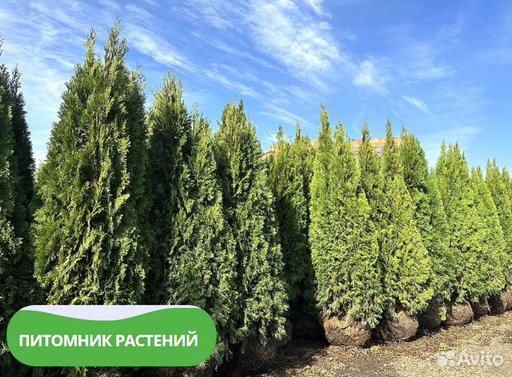 Туя Смарагд